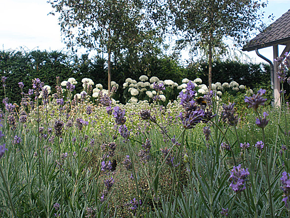 Border met lavendel en hortensia uit een eigen ontwerp