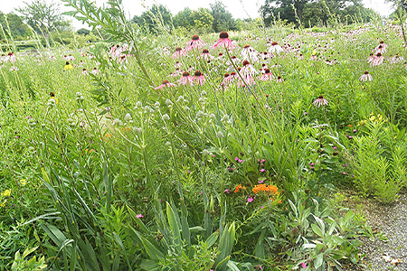 Ontwerp openbaar groen